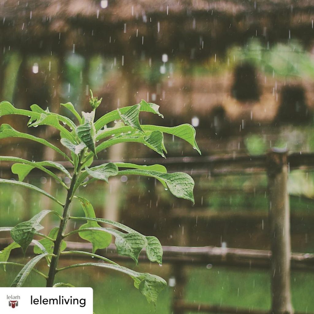 Repost from @lelemliving: leləm̓ reflects deep-rooted Musqueam values of environ